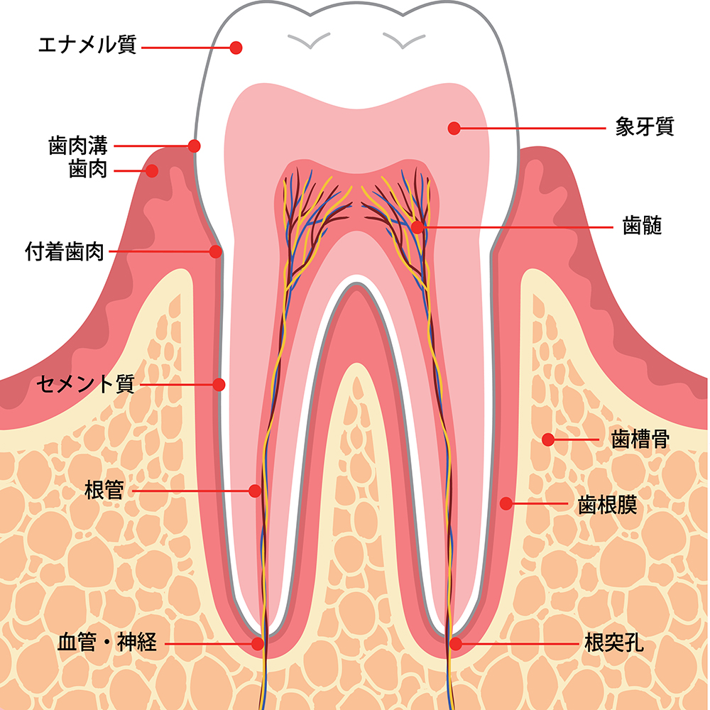 Tooth aches