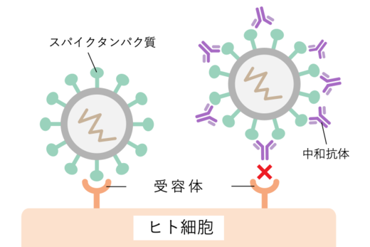 Function of neutralizing antibodies.png