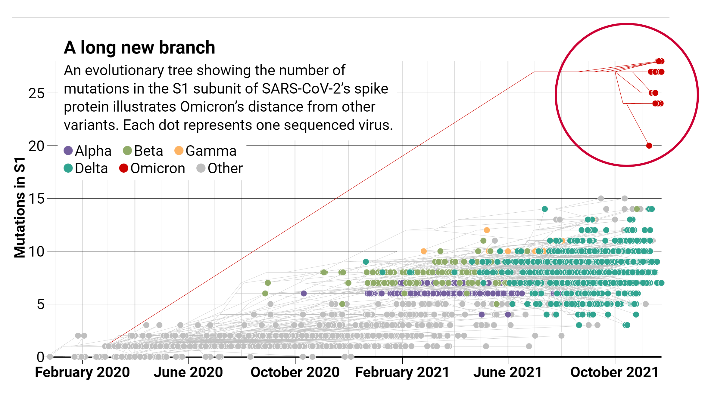 New coronavirus family tree