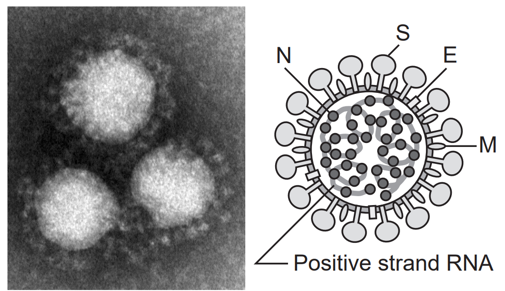 Figure 6: Structure of the new coronavirus (National Institute of Infectious Diseases)