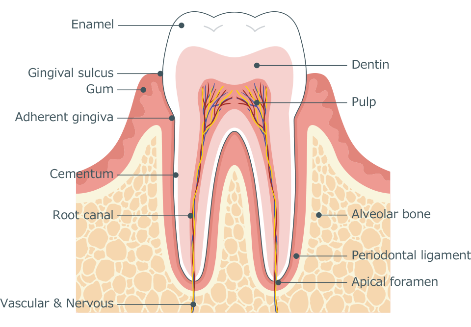 Toothache, sesitive teeth